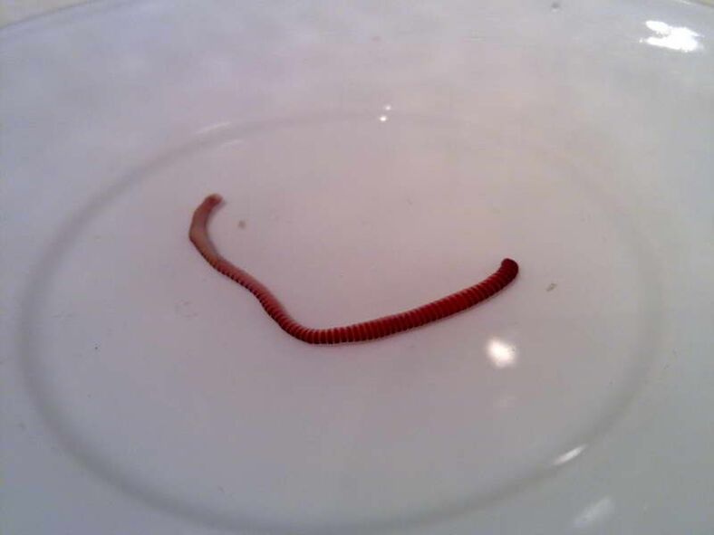 parasite from the human body