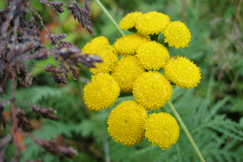 tansy for worm removal